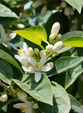 43f6ae28ad7b71c887903ebc060bda9af859797b